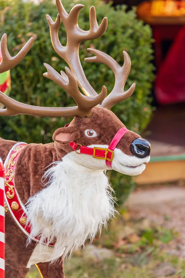 Meet Finn ... at ANDARA Gallery's 5th Annual HOLIDAY PHOTO IN THE BARN - Nov 16 to Dec 8, Noon to 4 PM, By reservation only: (613) 393-1572. Also visit our Gingerbread Shoppe on site for local fine artisan handworks. Photo credit © Daniel Vaughan, @vaughan_group