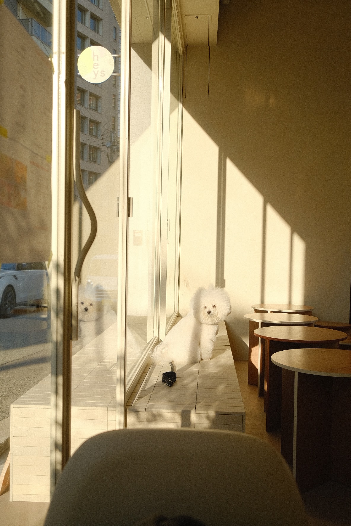 Best Areas for Pet-Friendly Living in Osaka