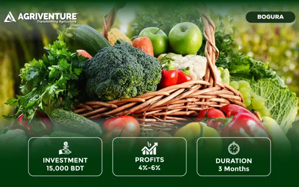 Mixed Vegetables Harvest & Trading