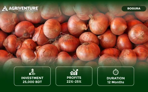 Onion harvest & Trading