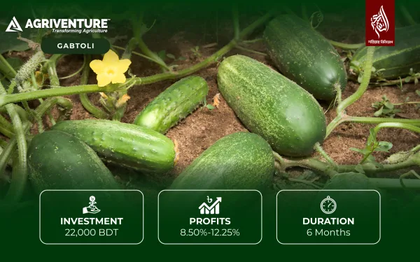 Cucumber Harvesting