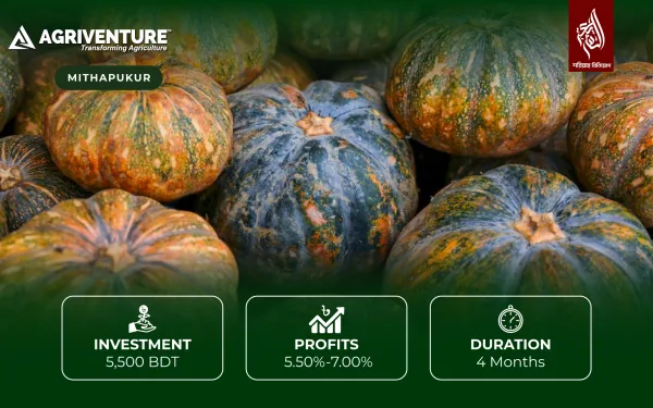 Pumpkin Harvesting