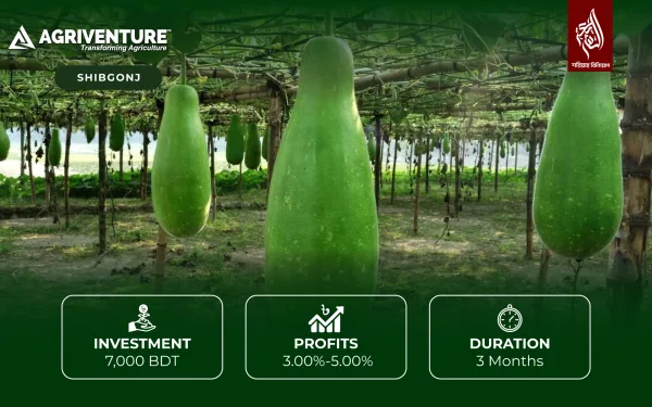 Bottle gourd Harvesting