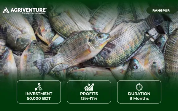 Tilapia Fish Farming