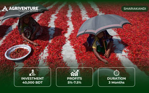 Dried Chillies Trading