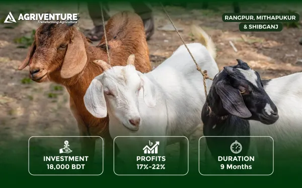 Premium Goat Rearing for Eid ul-Fitr
