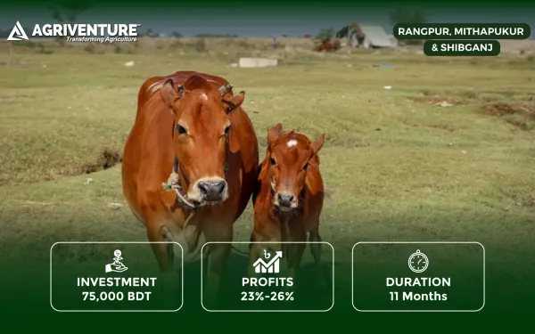 Premium Cow Rearing for Eid ul-Adha