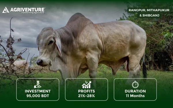 Premium Bull Rearing for Eid ul-Adha