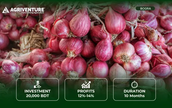 Onion Storage