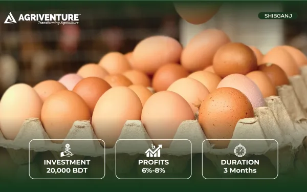 Egg Trading