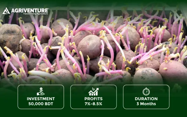 Seed Potato Trading