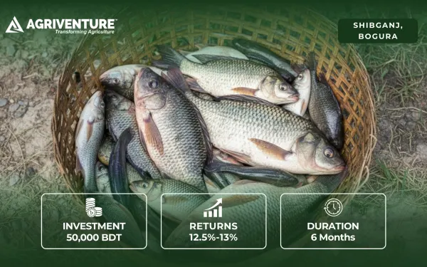 Fish Farming