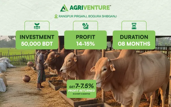 Bull Fattening