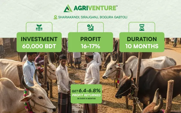Cattle Trading
