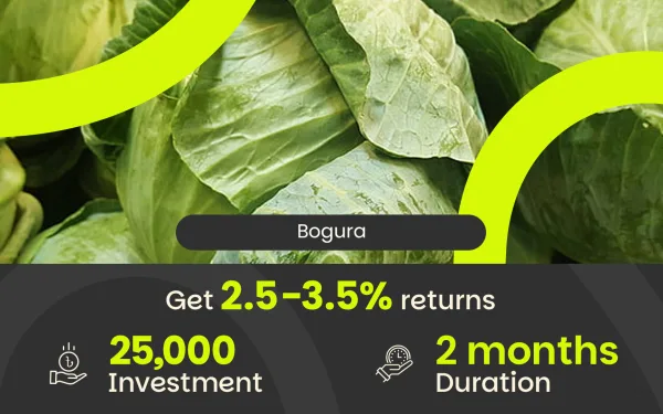 Cabbage Trading