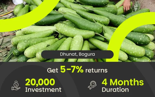 Bottle Gourd Harvesting