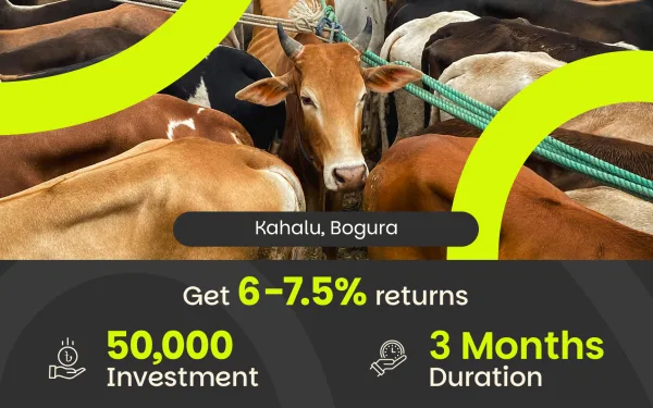 Qurbani Cattle Trading