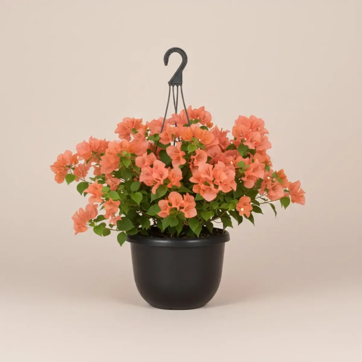 Bougainvillea (Orange)