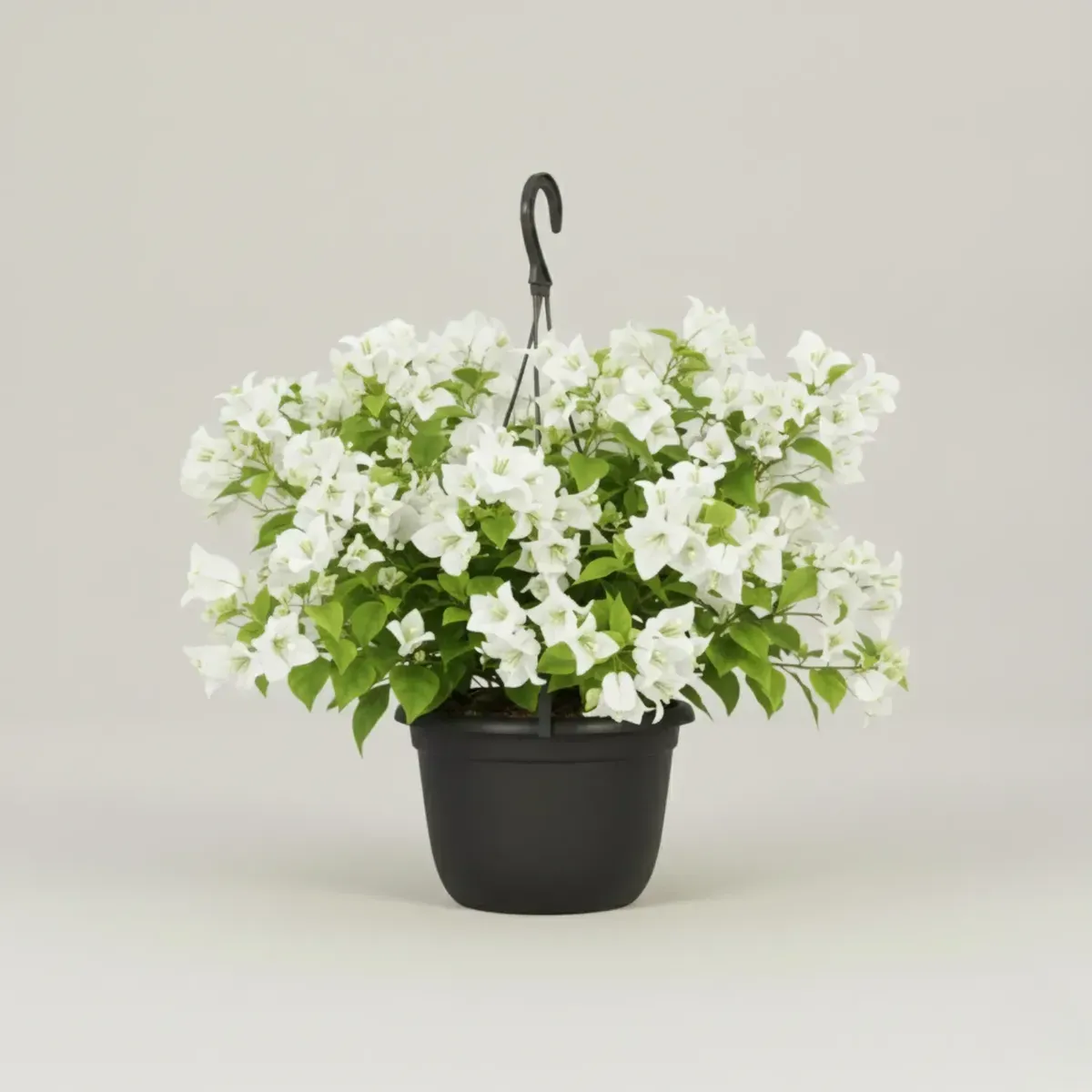 Bougainvillea (White)
