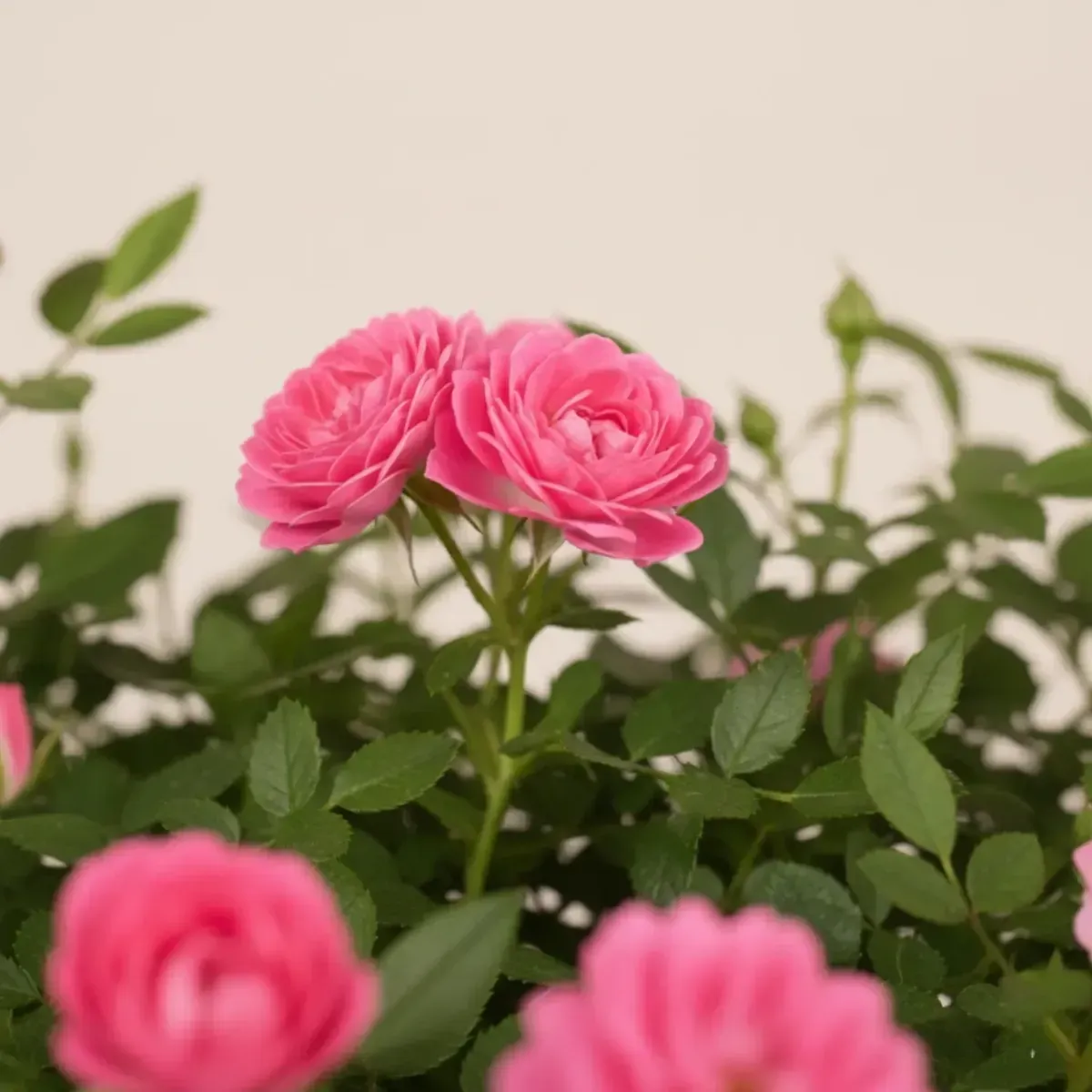 Button Rose (Pink)