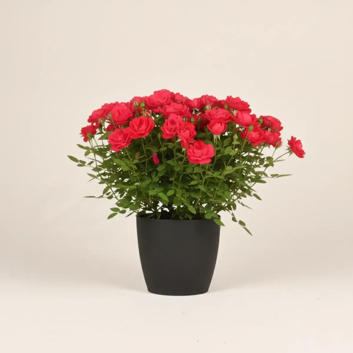 Button Rose (Red)
