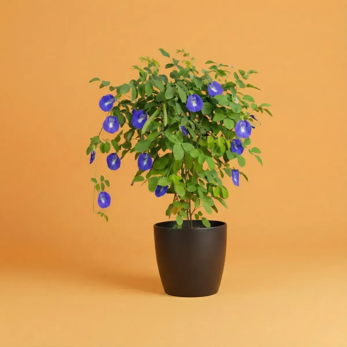 Clitoria