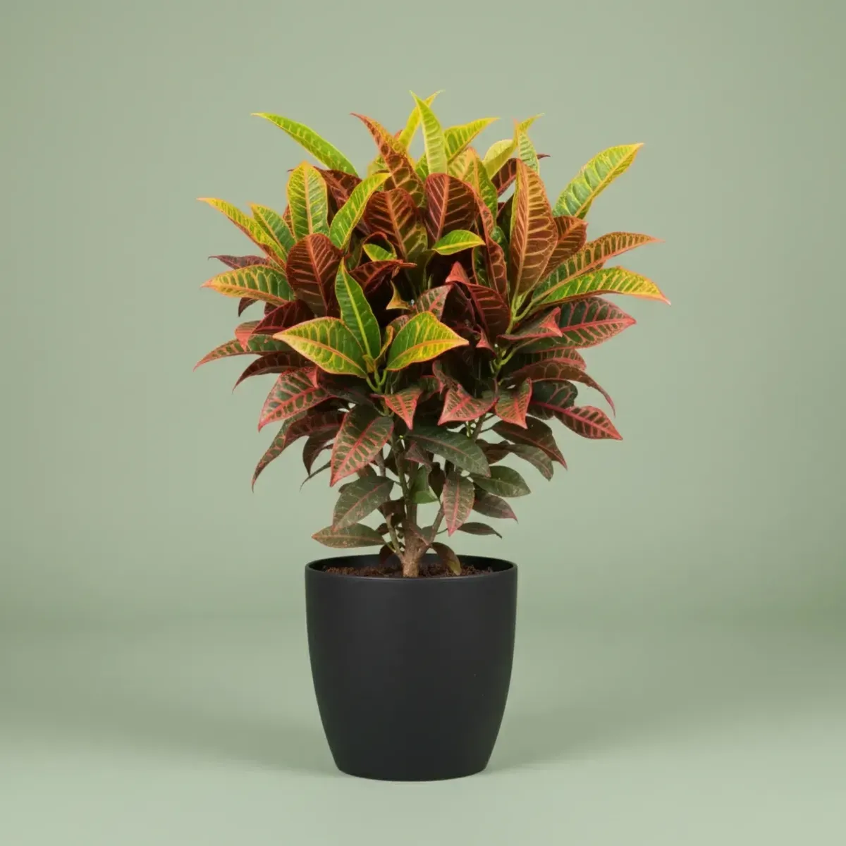Croton