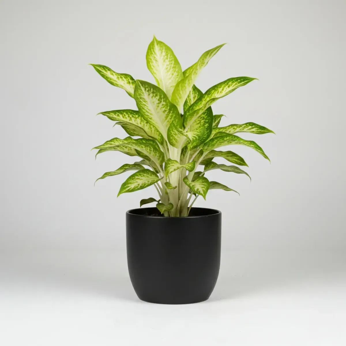 Dumb Cane