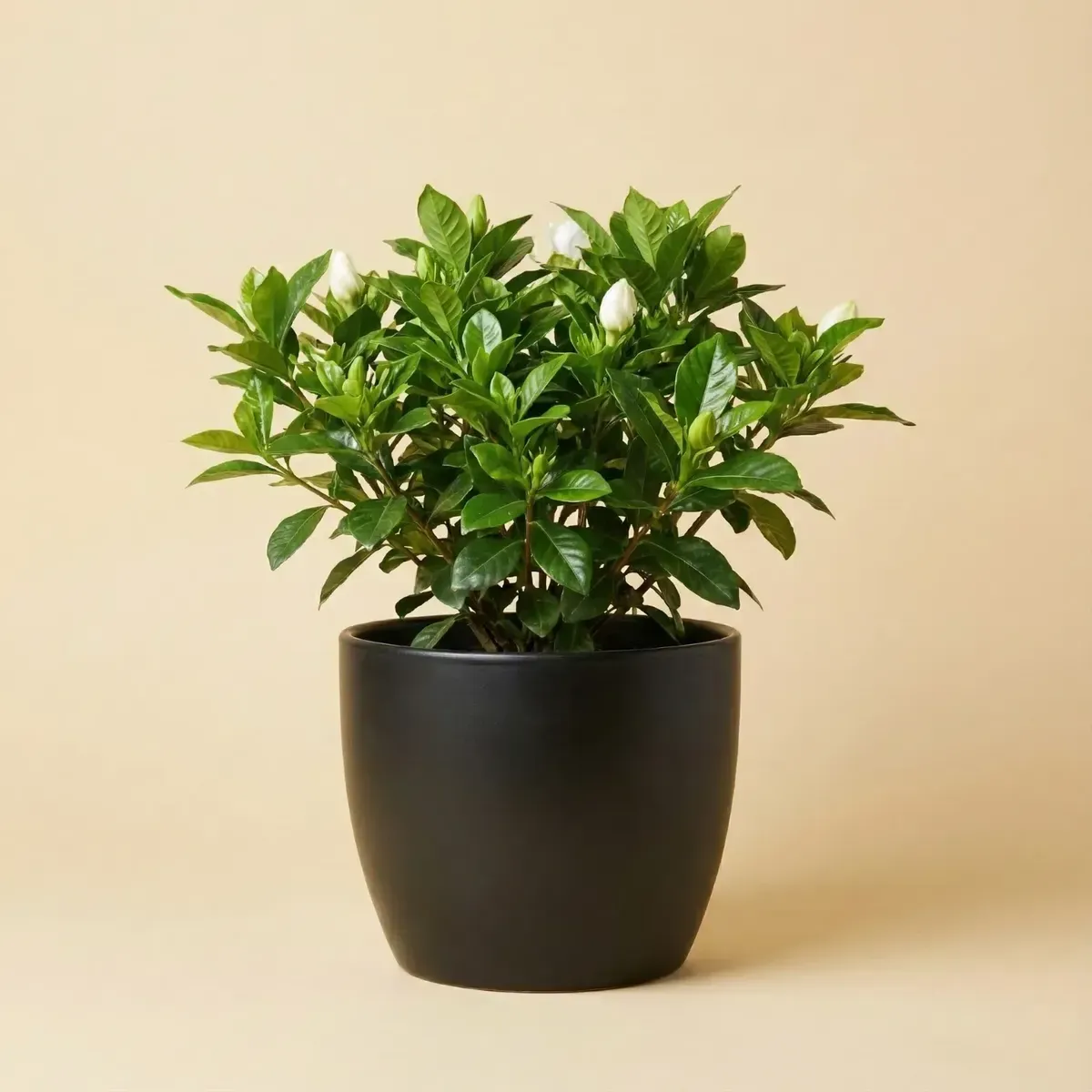 Gardenia
