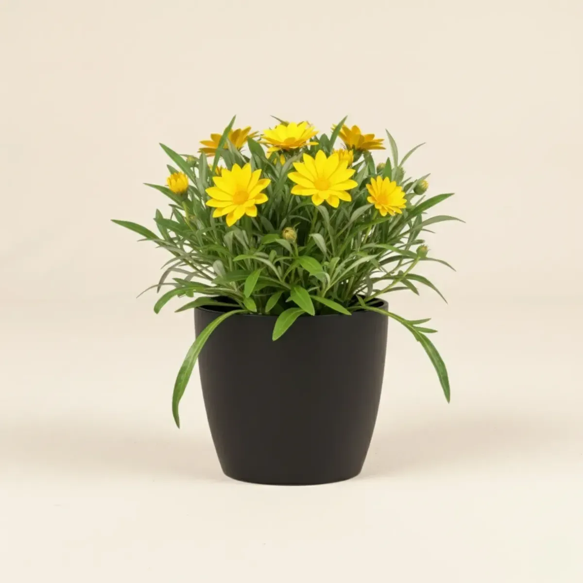 Gazania