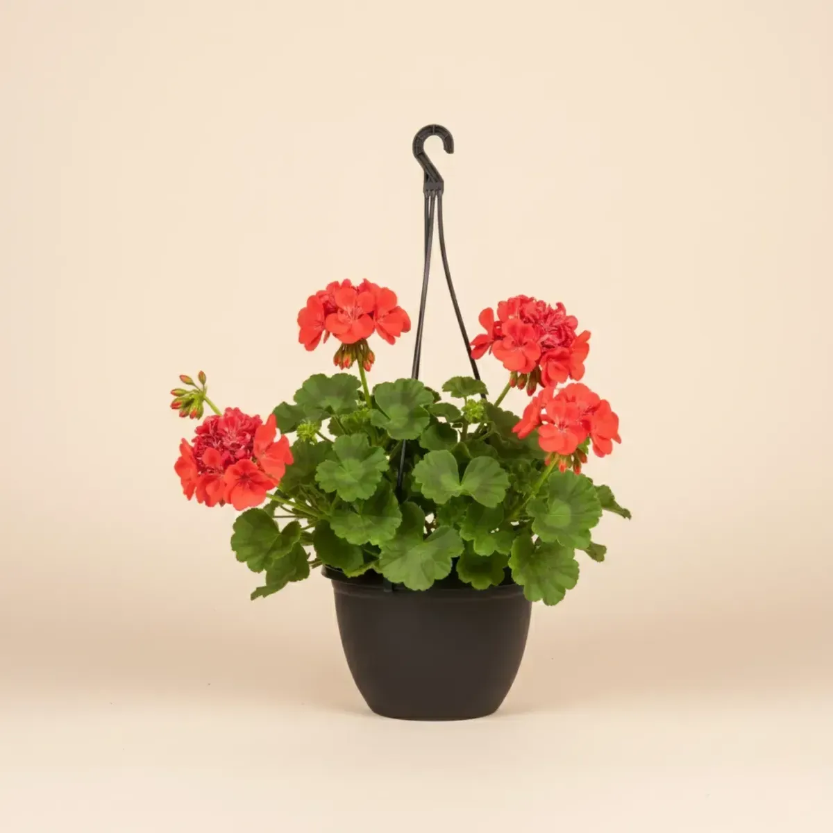 Geranium (Red)