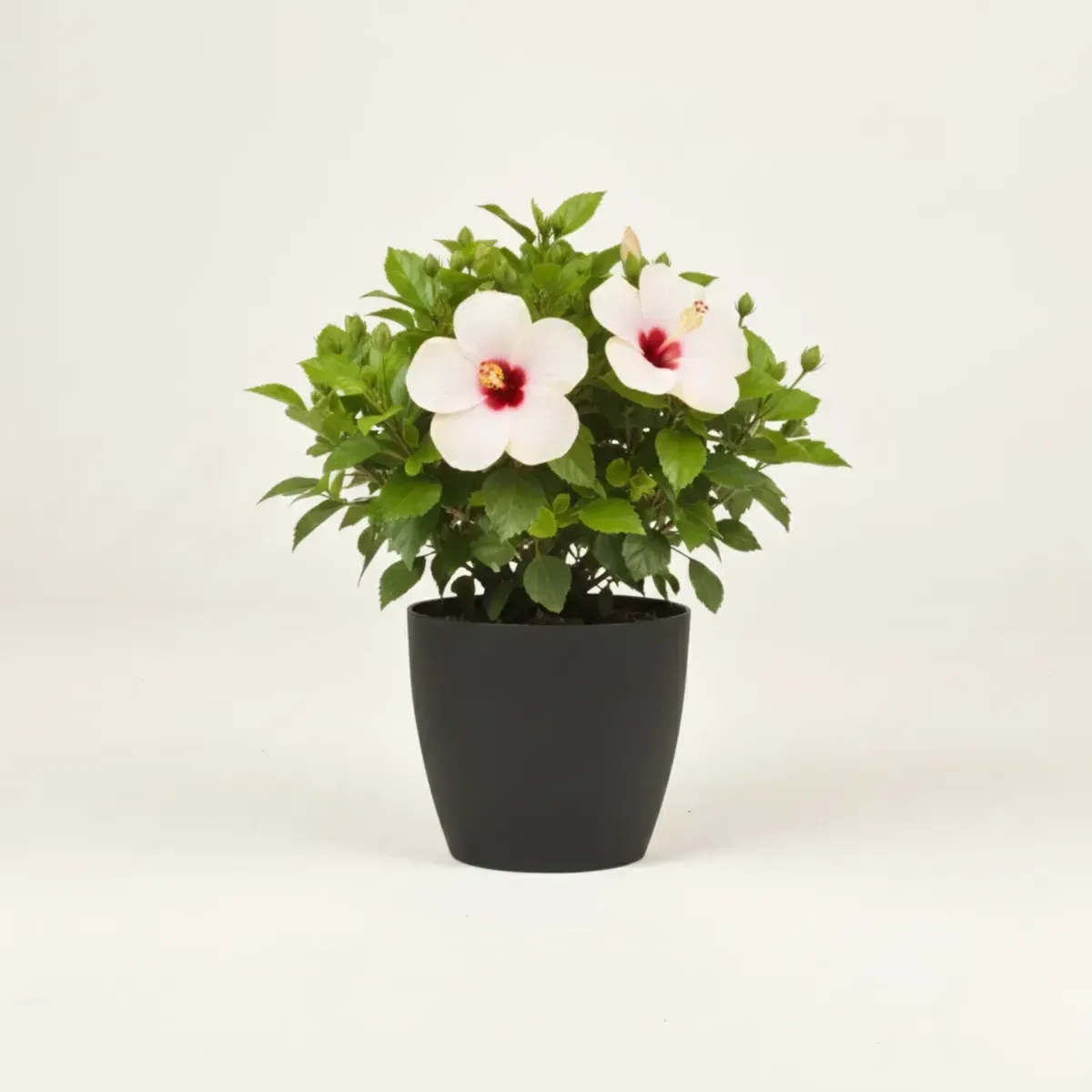 Hibiscus (Dual)