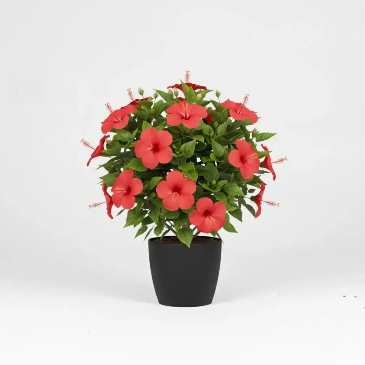 Hibiscus (Red)