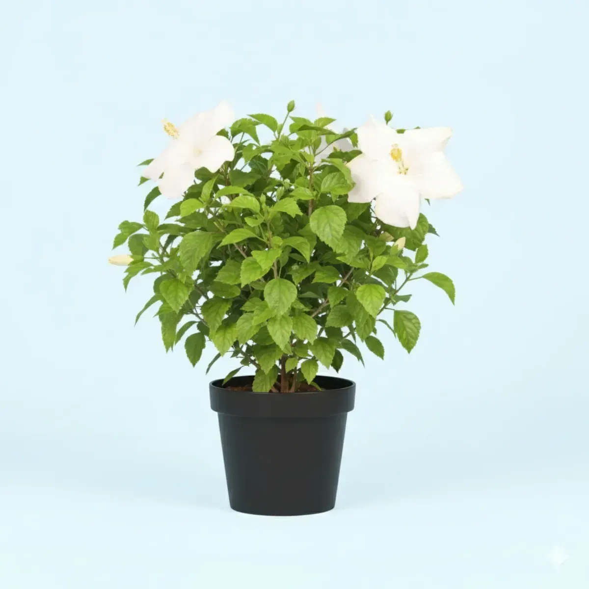 Hibiscus (White)