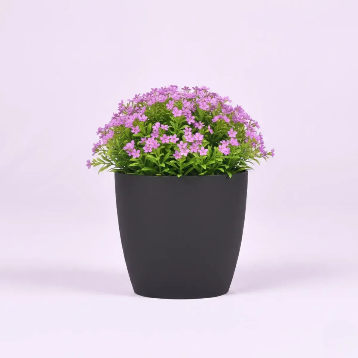 Mexican Heather