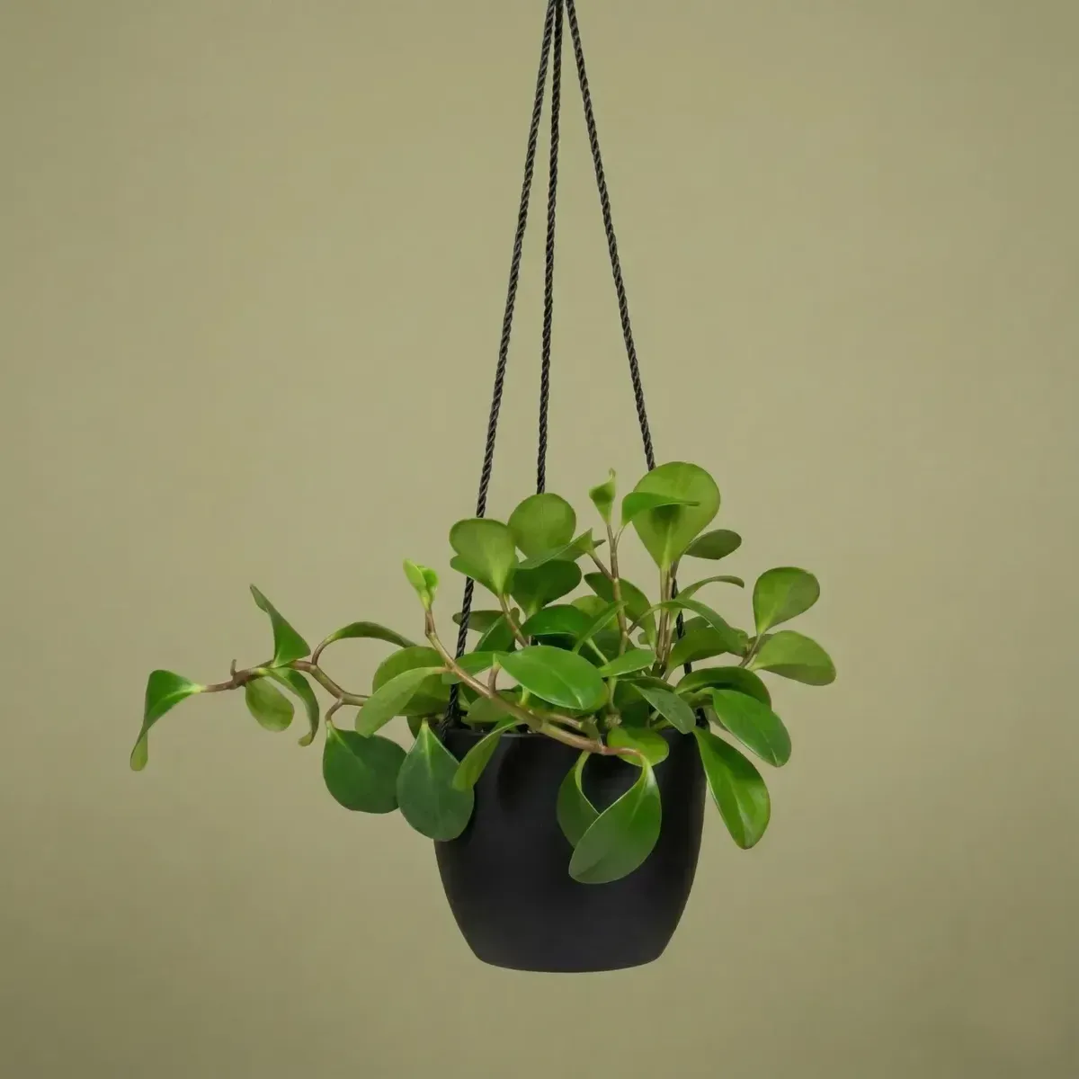 Peperomia Obtusifolia
