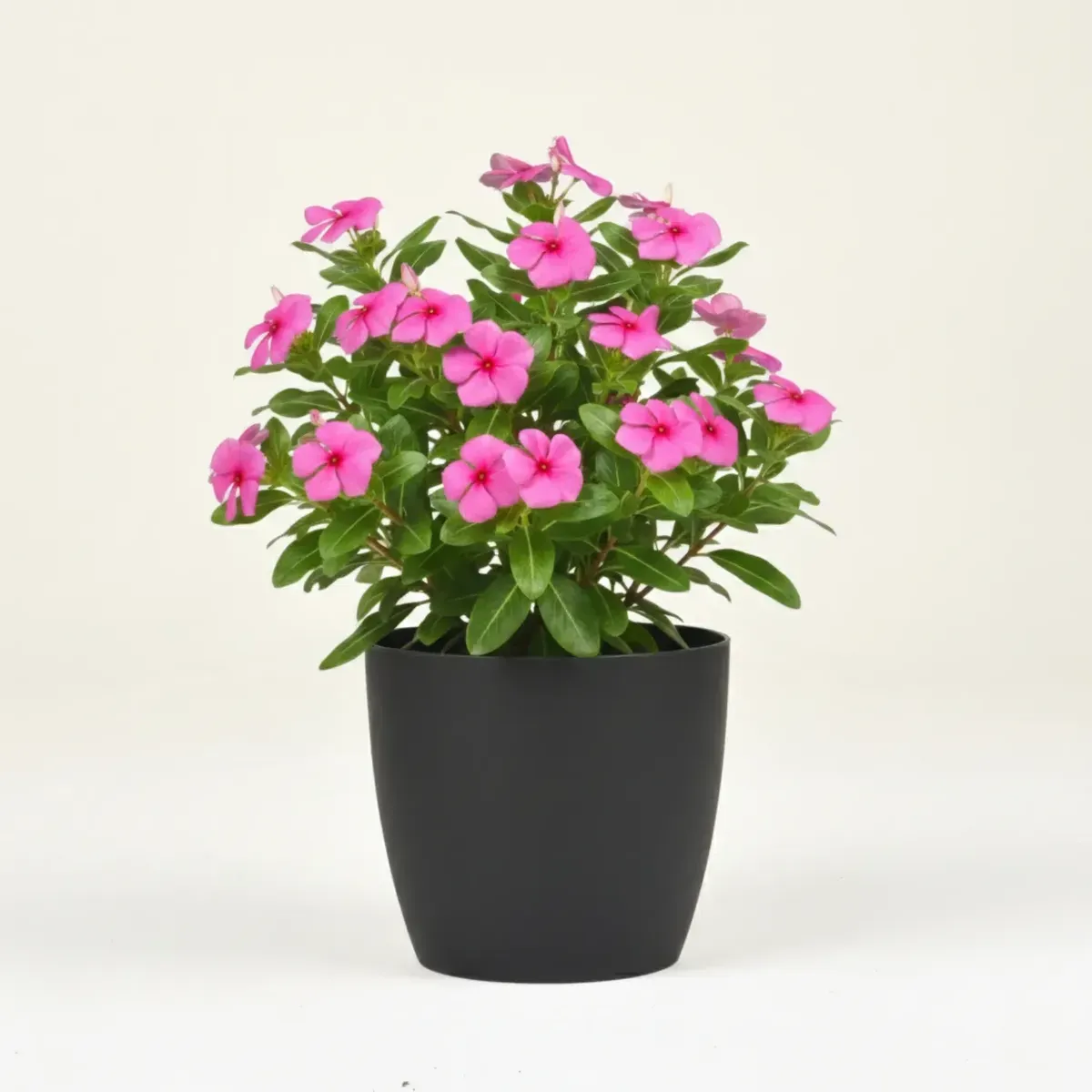 Periwinkle (Pink)