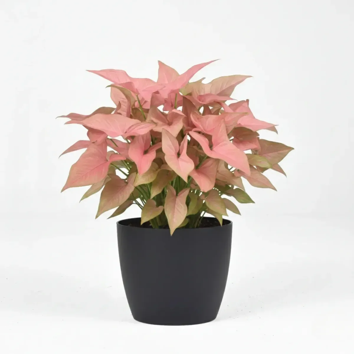 Pink Syngonium