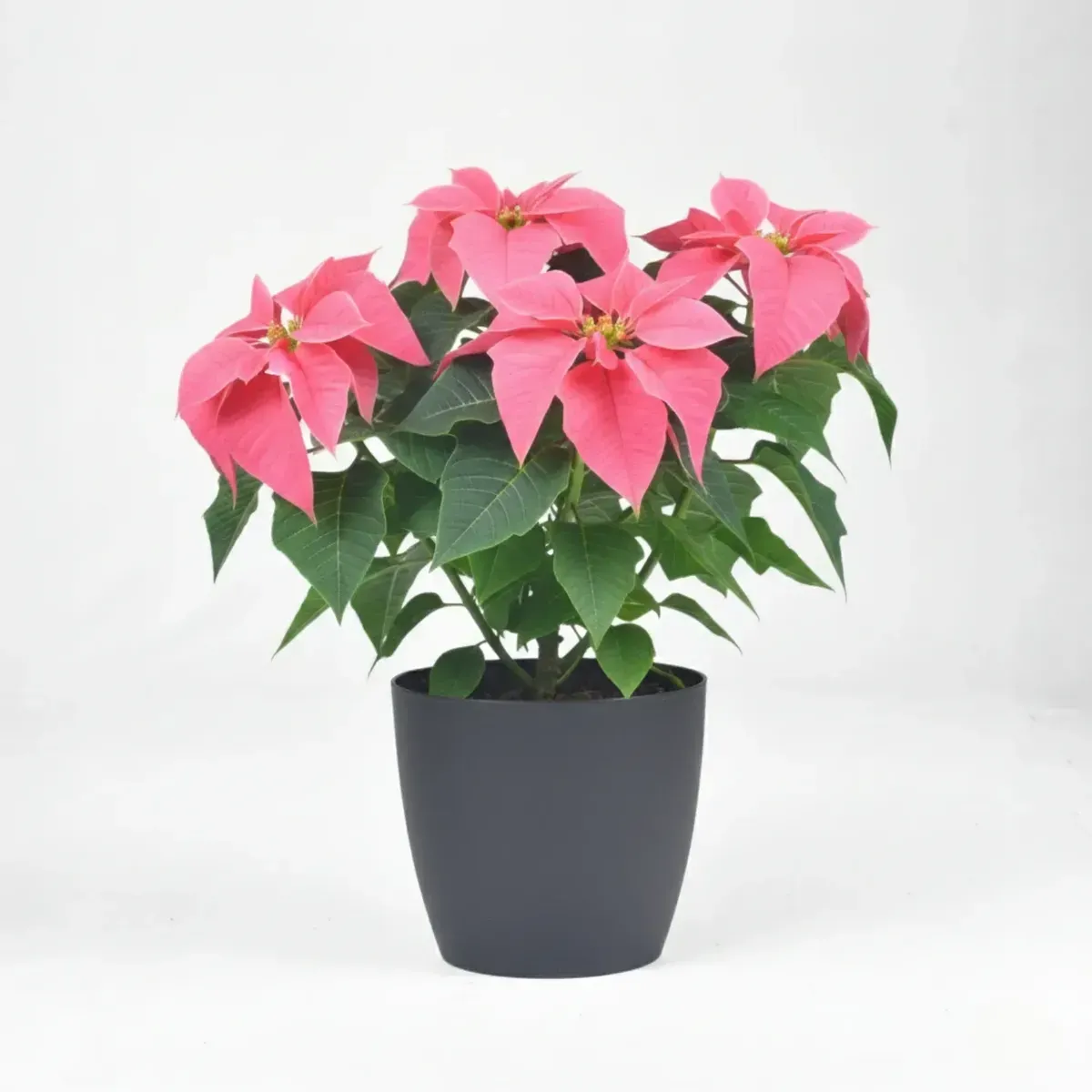 Poinsettia (Pink)