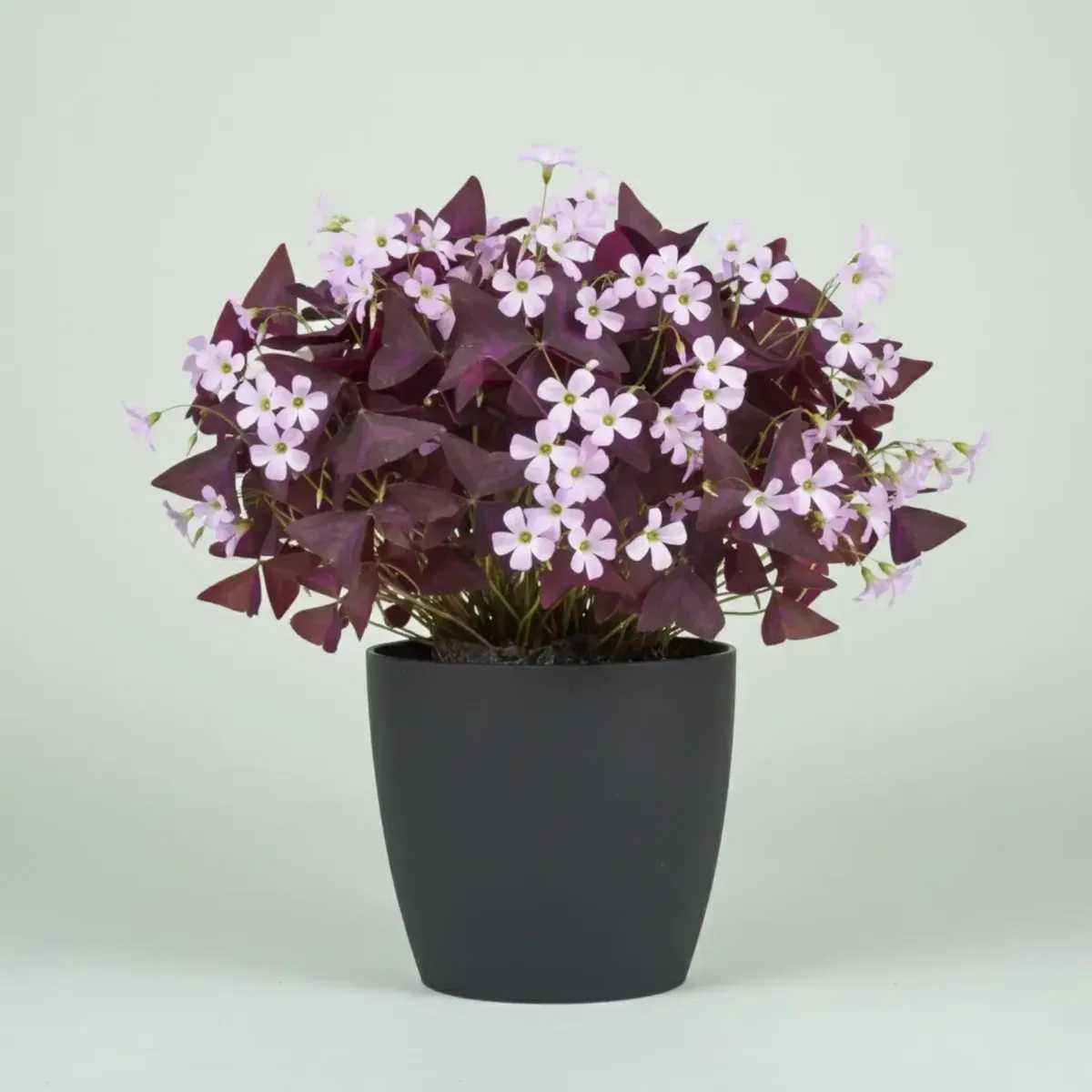 Purple Shamrock