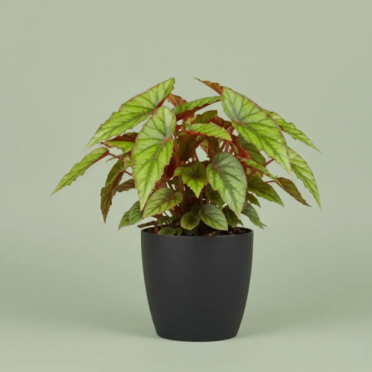 Rex Begonia