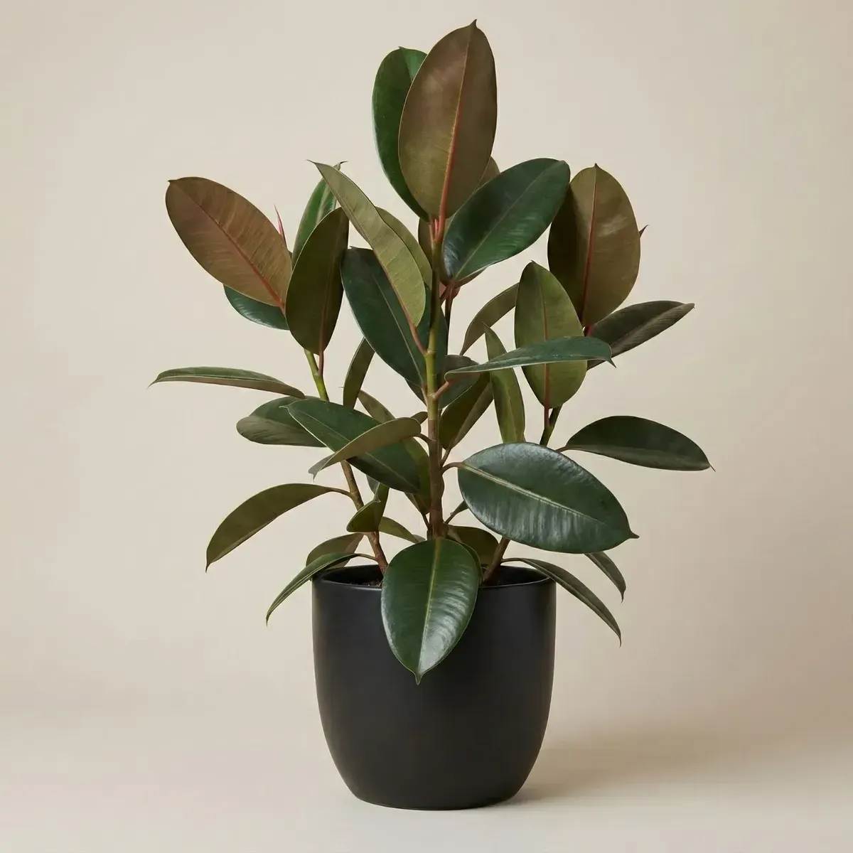 Rubber Plant