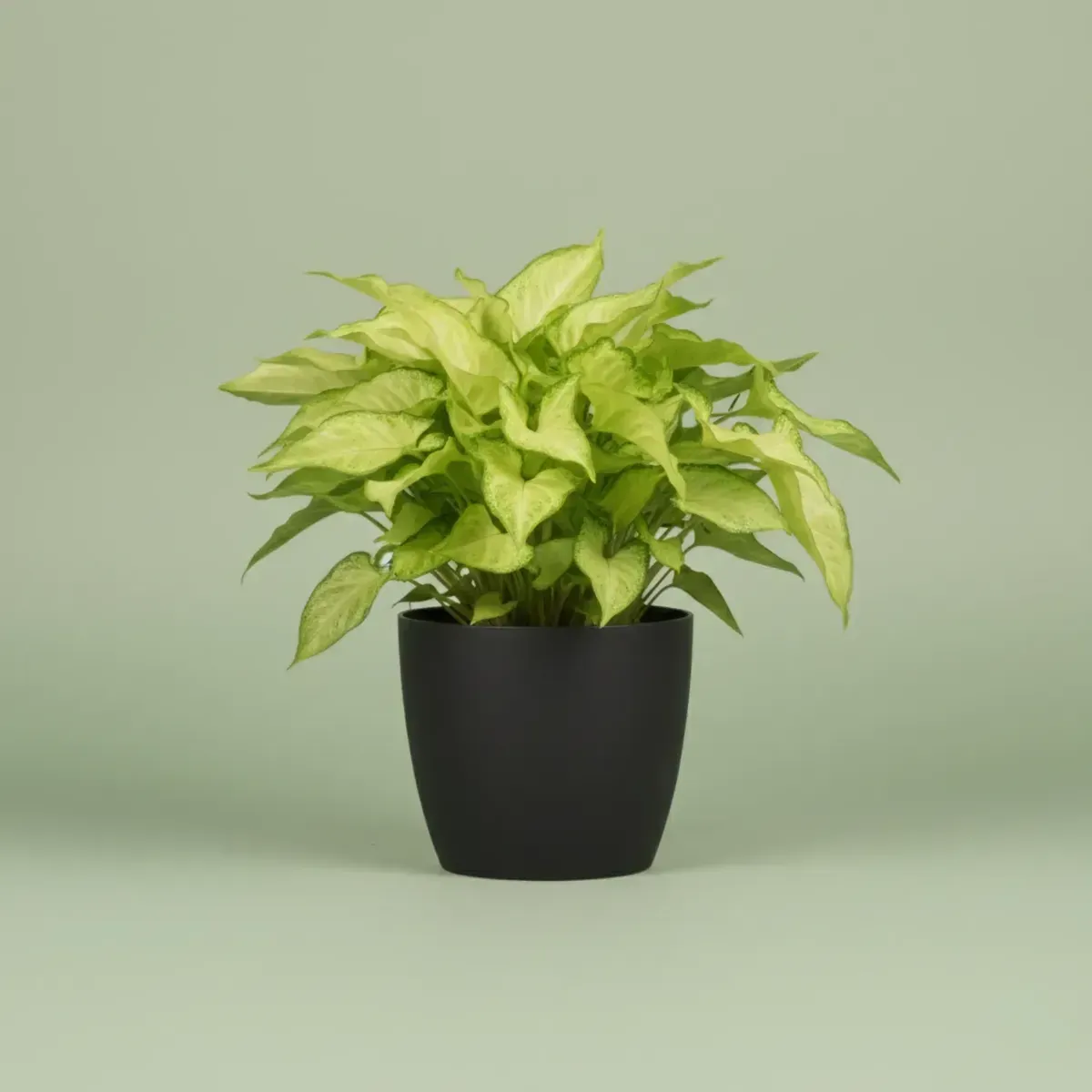 Syngonium Green