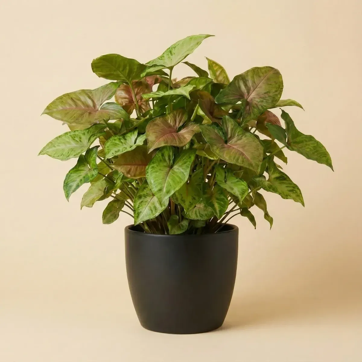 Syngonium