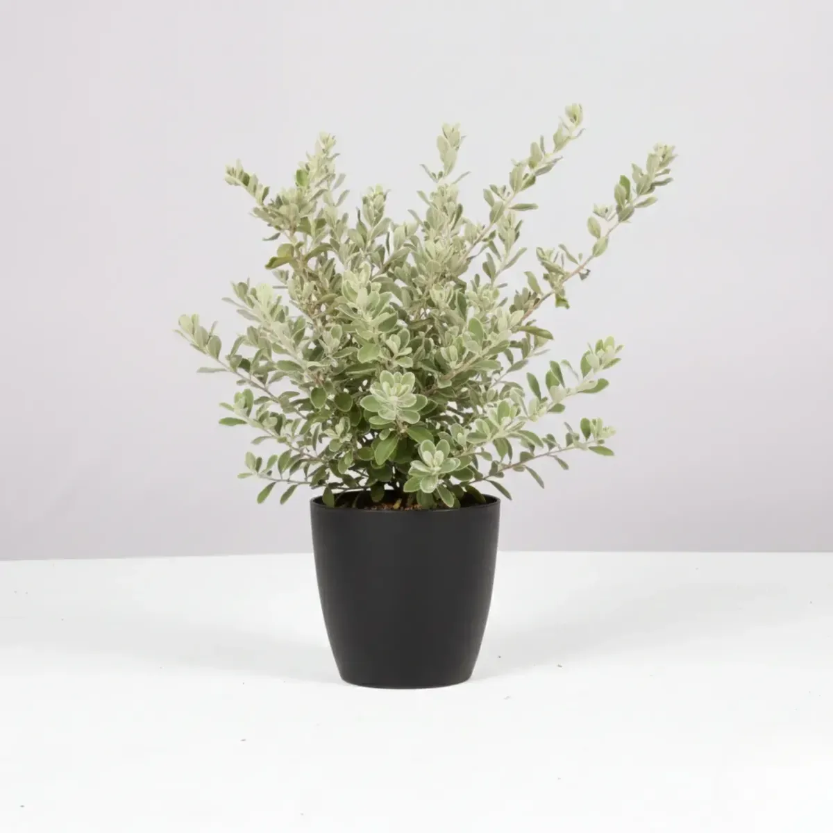 Texas Sage