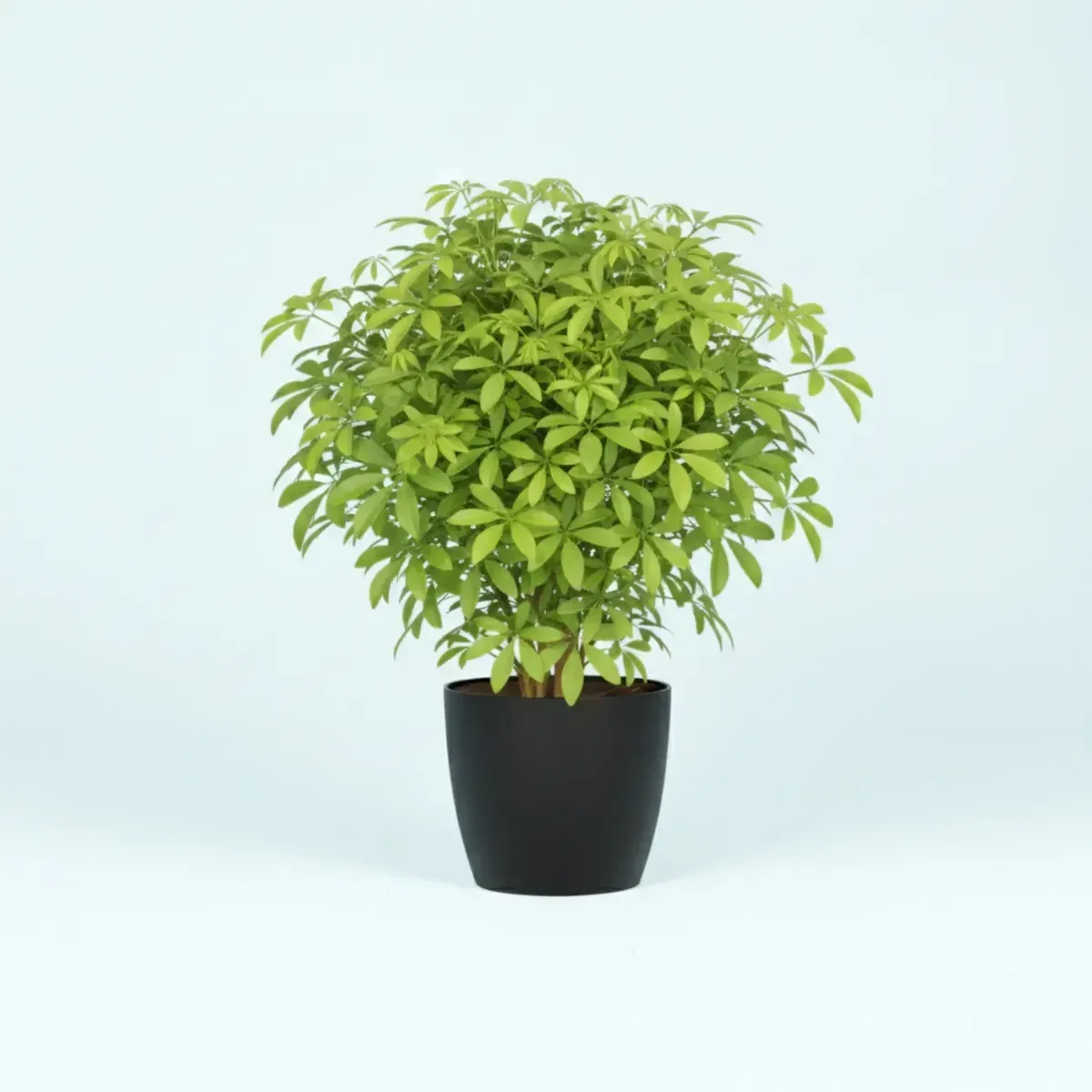 Umbrella Tree (schefflera)
