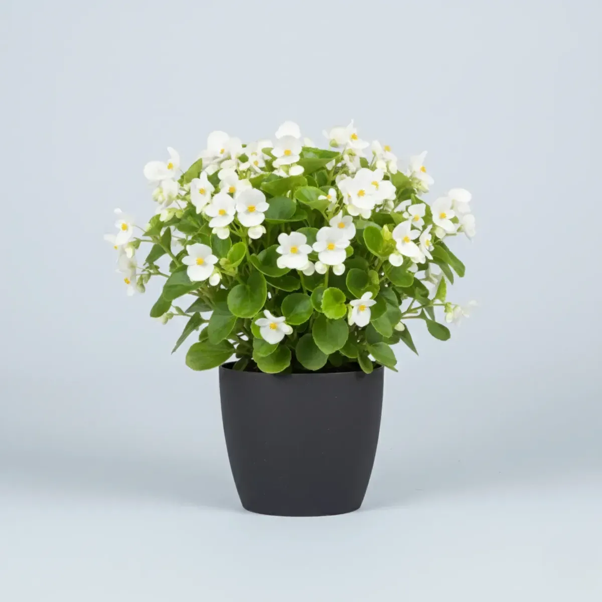 Wax Begonia