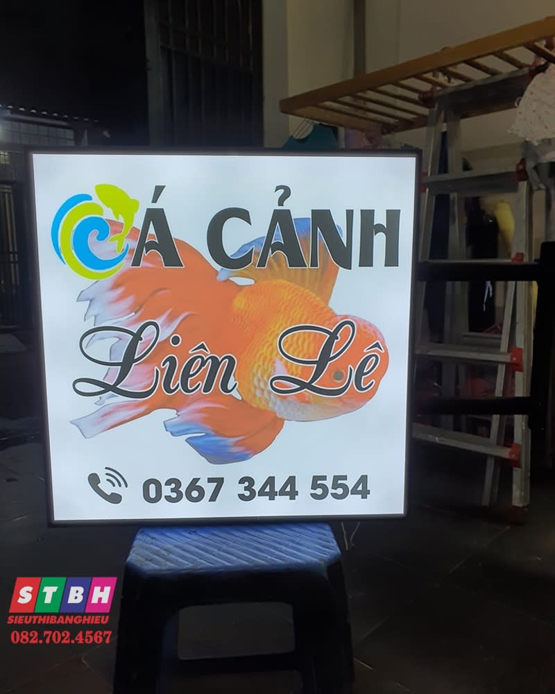 Hộp đèn Cá cảnh