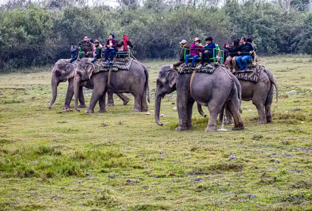 Elephant Safari
