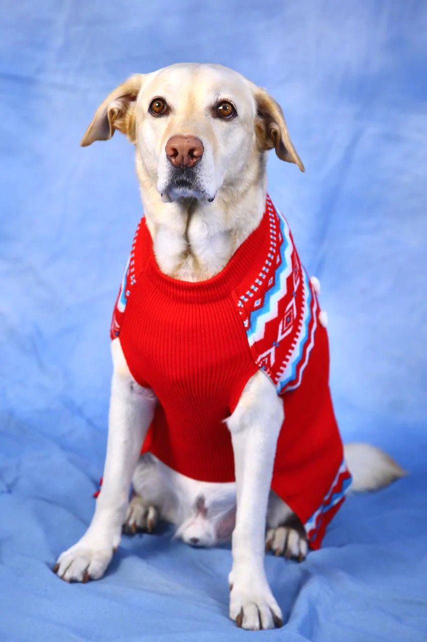 Crimson Aztec Geometric Pet Sweater